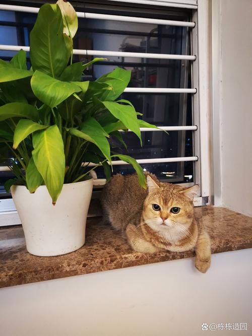 早泄可以随着年龄治好吗 早泄可以随着年龄治好吗