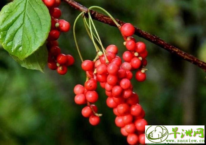 啤酒里加鸡蛋能壮阳吗 啤酒里加鸡蛋能壮阳吗